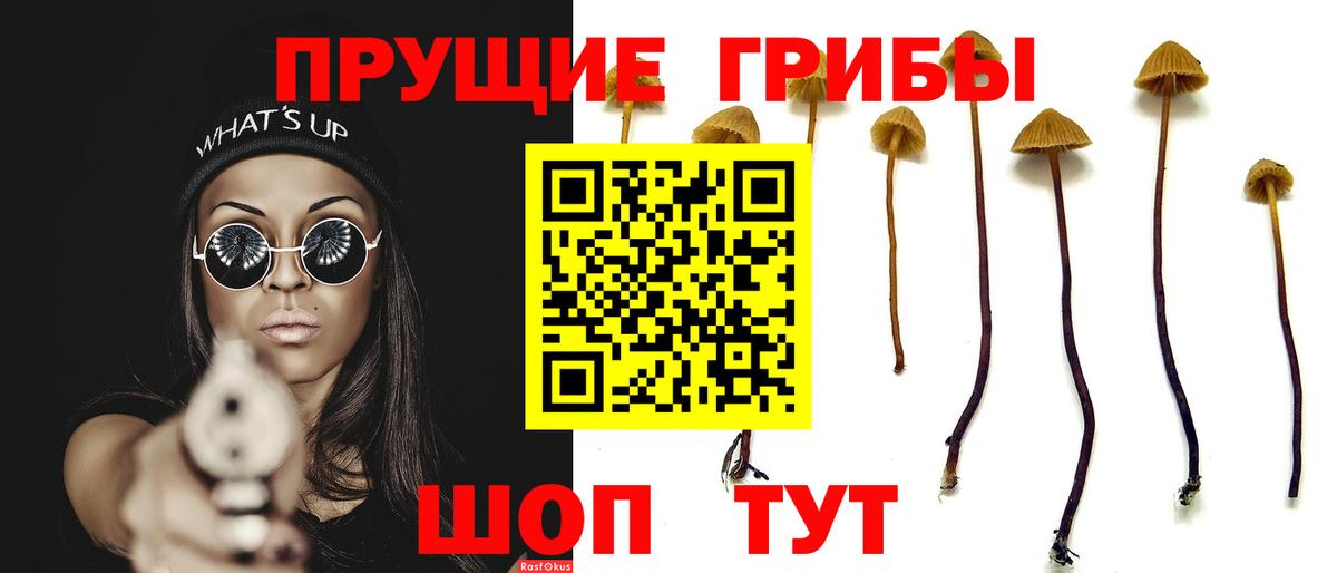 Псилоцибиновые грибы мицелий Волхов